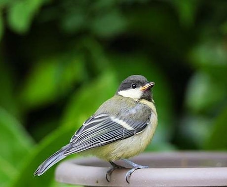 ペットの心をヒーリングします エモーションコード　動物の囚われた感情を解放します。 イメージ2
