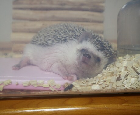 ハリネズミ飼育についての相談受けつけます イメージ1