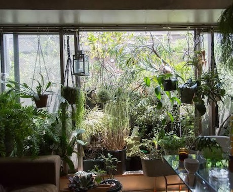 観葉植物の質問にお答えします 観葉植物、多肉植物を中心に植木の質問全般を受付けております！ イメージ2