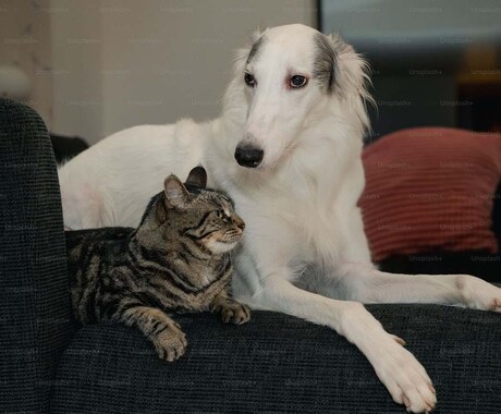 アニコミ/ペットと飼い主さんの相性診断します あなたと大切なペットとの「相性」をみていきます イメージ1