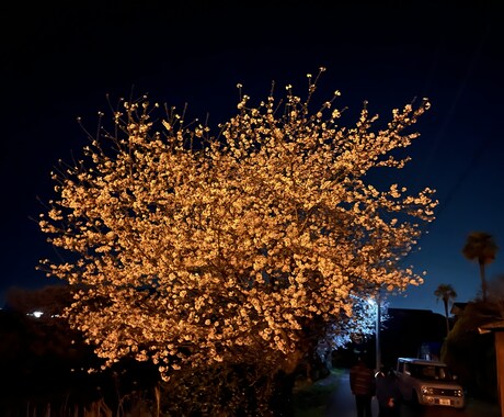 桜の画像などを用意しています イメージ1