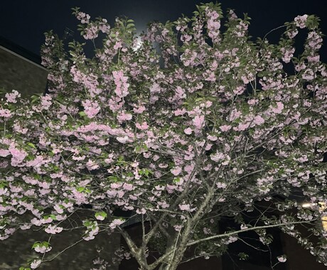 あなたの希望する写真撮影します あなたの望む写真を僕に撮らせてください。、 イメージ2