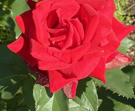 Twitterで紹介した写真を収録して販売します 「Rose Garden」薔薇の花100選 イメージ1