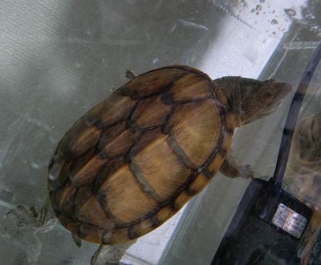 ニオイガメ、ドロガメの飼育相談、解説します （初心者向け）ニオイガメ、ドロガメ飼育の悩みを整理します イメージ1