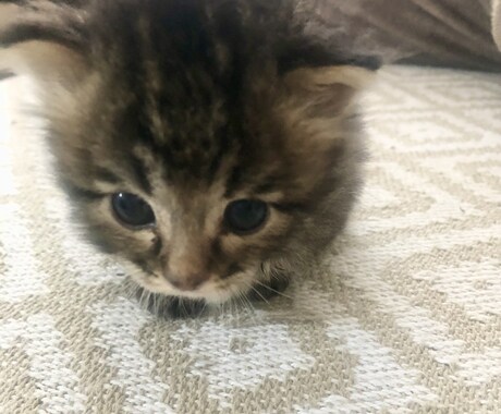 お試し3日間＊赤ちゃん子猫の育成をサポートします 生後0日〜相談OK！子猫育成が不安なあなたに寄り添います イメージ1