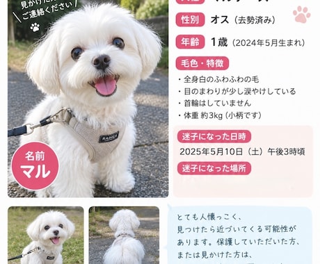 迷子ペットの捜索ポスター作ります 大切なペットを見つけるためのポスターを作成します イメージ2