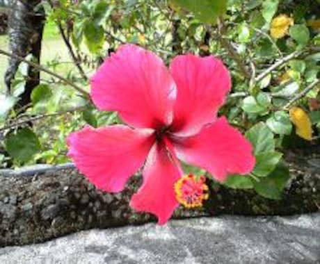 沖縄に旅行に行かれる方に、沖縄在住の私が、あなたにあったオススメプランを提案します。 イメージ1