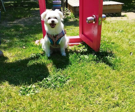 ペットさんのお気持ち深くお伝えします 大切なペットさんのお気持ち　飼い主様の想いをお繋ぎします イメージ1