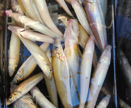 釣りを始めてみたい方の質問お受けします 釣具屋勤務による生の情報をお届けします。 イメージ1