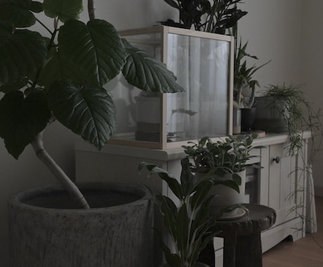 観葉植物のコーディネートをアドバイス致します これから植物のある暮らしを取り入れたい方へ イメージ2