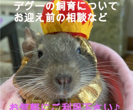 デグーの飼育・飼う前に聞きたいことなど相談受付ます デグー飼育５年目です☆相談事があればいつでもどうぞ♪ イメージ1