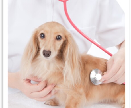 ペットに関するご相談にお答えします 動物看護師一筋10年。飼い主様の目線を日々心掛けています。 イメージ1