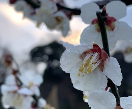 あなたに寄り添いお話聞かせて頂きます 素敵な未来、叶えたい夢を引き寄せましょう。 イメージ1