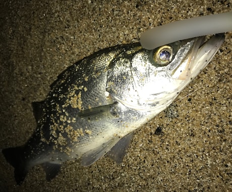 鹿児島県でランカー砂ヒラ釣らせます 釣り方は分かってるけどランカーは釣れないという方必見！ イメージ2
