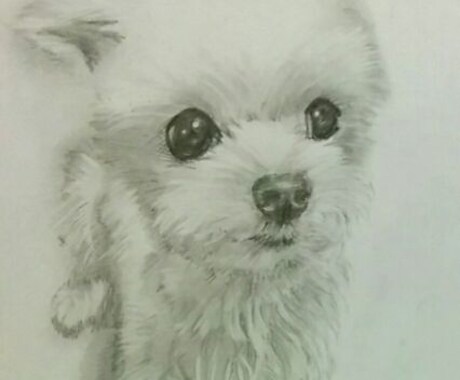 ペット・動物を鉛筆デッサンで描きます ペット・動物・似顔絵　・ペットロス・モノクロデッサン イメージ1