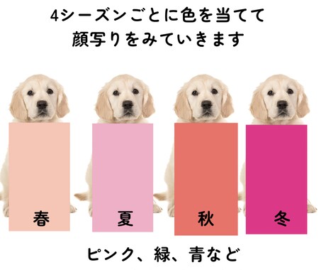 愛犬のパーソナルカラー診断させていただきます ワンチャンでもできる！本格パーソナルカラー診断！ イメージ2
