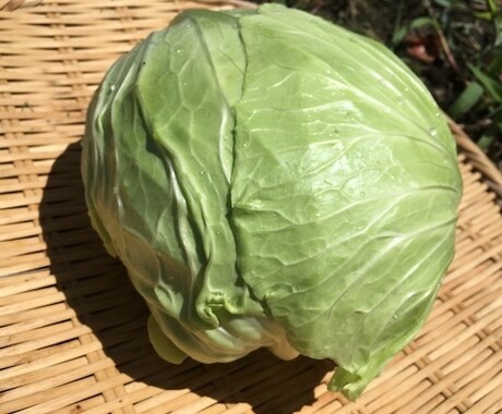 自然栽培・有機栽培による野菜の作り方を教えます 無農薬・無肥料又は有機肥料・固定種による野菜栽培を伝授 イメージ2