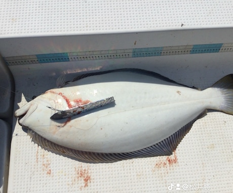 ボート釣りノウハウ教えます 釣り歴30年プレジャーボート乗ってます。 イメージ1