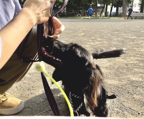 愛犬のしつけ、問題行動、お悩み相談を承ります 「飼い主様」が愛犬を変える方法を教えます！ イメージ1