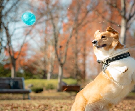 宮城県　猫や犬など様々なペットの写真撮影します 撮影、編集まで可能な限りお客様のイメージ通りに行います イメージ2