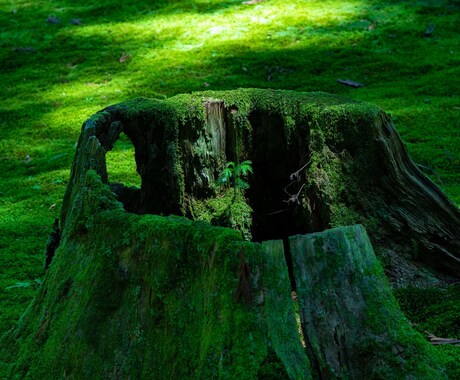 あなただけのオリジナル福井旅プランを提案します 福井県勝山市の観光コンシェルジュがオンリーワントラベルご案内 イメージ2