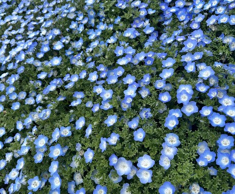 気になるお相手の気持ちをタロットで鑑定します 癒しのエネルギーを送りながら波動修正をかけ望む方向へ。 イメージ1