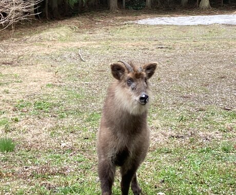 古神道気功　遠隔で身体のバランスをととのえます 遠隔気功でオーラやチャクラ、エネルギートリートメントします。 イメージ1