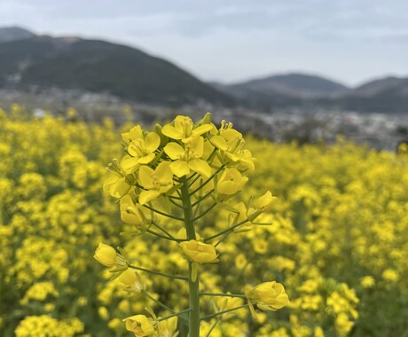 子どもに関するお悩み、なんでも受け止めます 保育を学ぶ大学生が一緒に悩み考えていきます❣️ イメージ1
