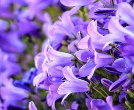 あなたの誕生日の誕生花と花言葉を教えます 各々の誕生日には誕生花という物が存在しています イメージ1