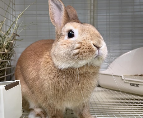 小動物飼育についてアドバイスします 元ペットショップ店員が相談サポート！ イメージ1