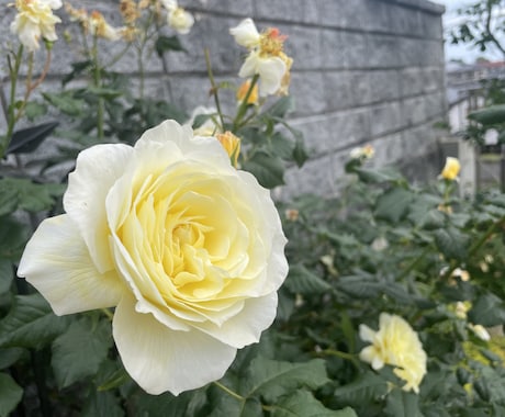 もも35歳＾＾ ✩ 恋愛相談ならのります 開業医と結婚して10年 なにか知りたいことがある人がいるかな イメージ1
