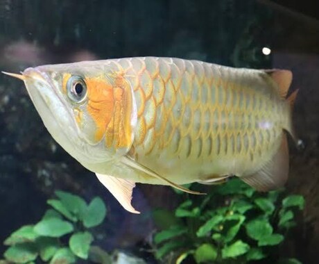 大型魚の悩みを解決をお手伝いします イメージ1