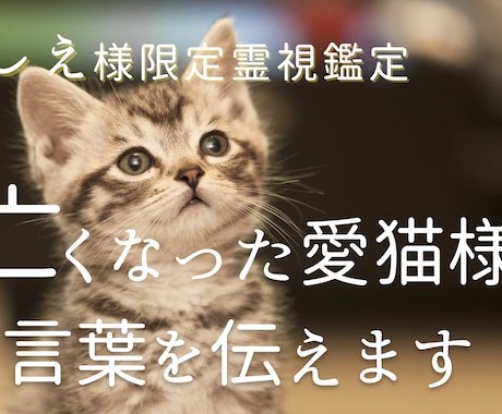 しぇ様限定霊視鑑定 亡くなった愛猫様の霊視します ３つの聞きたいことを霊感霊視で質問し、声をしぇ様に届けます。