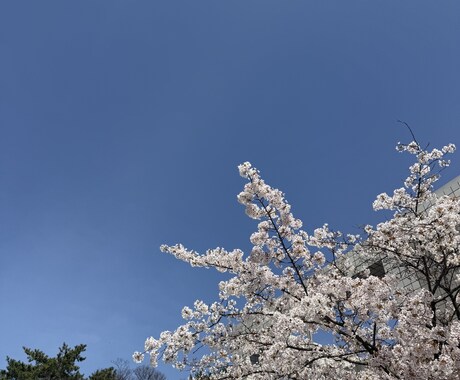 リピートのご依頼者様限定価格で承ります ⭐︎どの様なお悩みも深く拝見します。 イメージ1