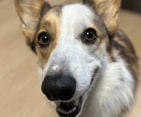 動物を飼いたい方相談のります 愛玩仕様管理士2級アニマルセラピーペットアドバイザー イメージ1