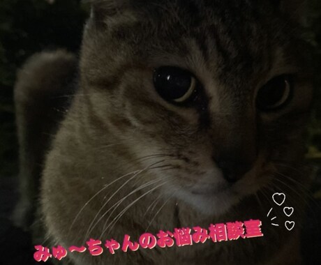 どんな悩みも愚痴も相談に乗ります みゅ〜ちゃんにまずは相談してみて欲しいにゃ イメージ1
