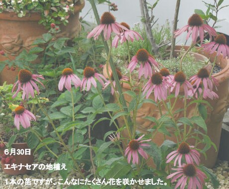 花の種　いろいろ　選べます 自家栽培の種ですが、いろいろあります。 イメージ2