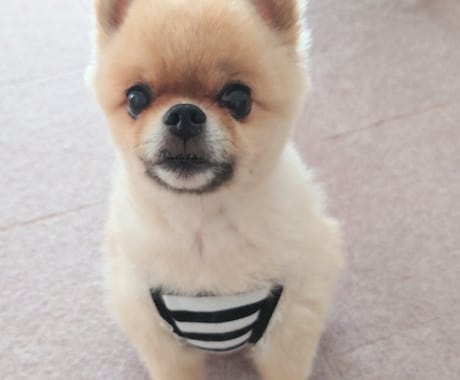 シニアわんこへの愛情も不安も一緒に考えます 介護もお別れも優しく寄り添い、そっと受けとめます イメージ2