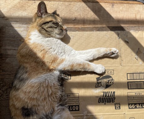 猫の素材写真を提供します ねこの日常の写真を撮影しています。三毛猫、白猫など イメージ2