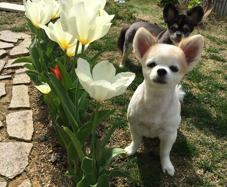 大切なペットの匂いや肌トラブル解決法を教えます ＊化学的な物は使わない。使うのはクレイとハーブウォータだけ！ イメージ1