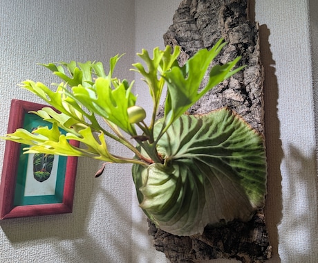 葉が落ちる・動かない植物を写真で一緒に整理します 【写真OK｜塊根・ビカク・アガベ対応｜原因を整理したい方】 イメージ2