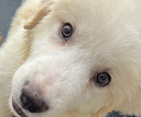 資格あり。ワンちゃん猫ちゃんの相談のります 初めて飼う方の心配事、大きさや飼いやすさなど相談に乗ります。 イメージ2