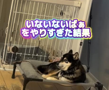 ペットのショート動画を編集します 犬や猫の動画をかわいく見やすく編集します イメージ1