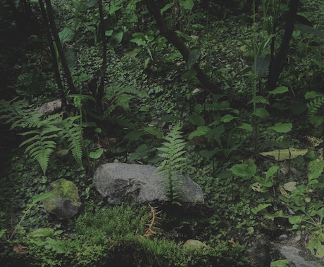 植物の育て方についてのご相談乗ります 植物のメンテナンス方法について困られてる方へ イメージ1