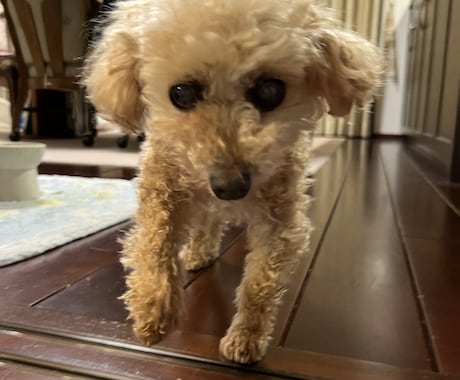 シニア犬の介護や子犬の躾、経験者が相談に乗ります パピー・シニア犬集まれ！愛犬との健康な毎日をサポートします！ イメージ1