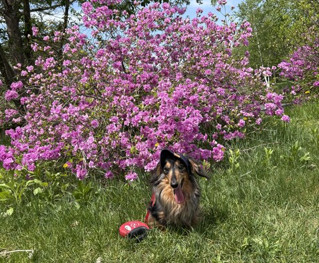 17歳老犬の現役介護士が介護の悩みを聴きますます 4時間睡眠で頑張るあなたへ。同じ境遇だから心に寄り添います イメージ2