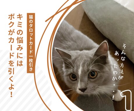 神秘的な猫達が、あなたにぴったりの1枚を選びます 猫の神秘的な直感が恋する心にやさしく光を灯します✴︎ イメージ2