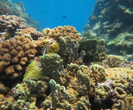 カウンセラー取得！相談、悩み承ります 20代の占い∩^ω^∩初めてみました！ イメージ1