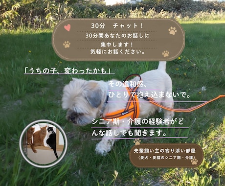 愛犬・愛猫を看取った経験者がシニア期の不安聴きます シニア期・介護の不安･･･。ひとりで抱え込まずお話ください イメージ1