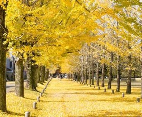 貴方好みのアイコン絵師様，画像加工師様を紹介します SNS用アイコン・ヘッダー絵師様，画像加工師様を紹介します． イメージ1